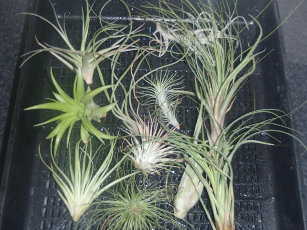 Tillandsia Collection - 12 Plants