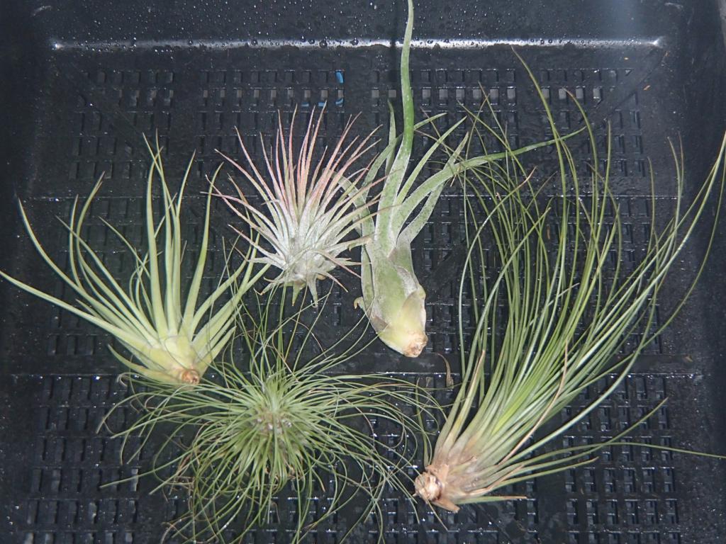Tillandsia Collection - 5 plants