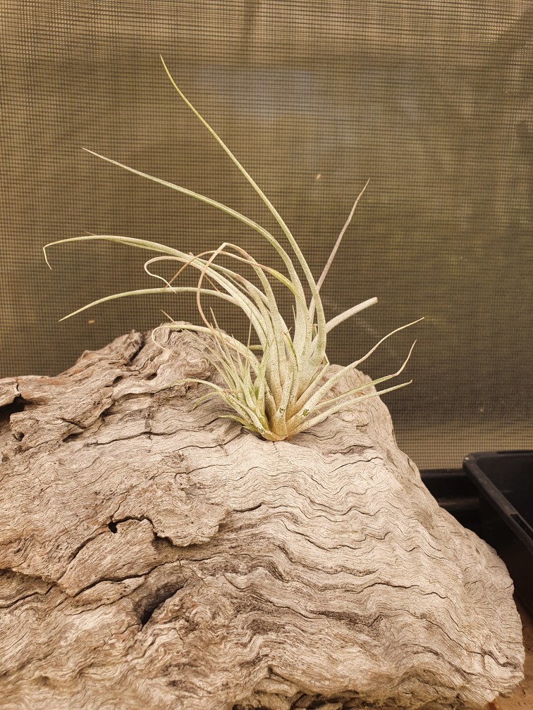 Tillandsia Pringleyi
