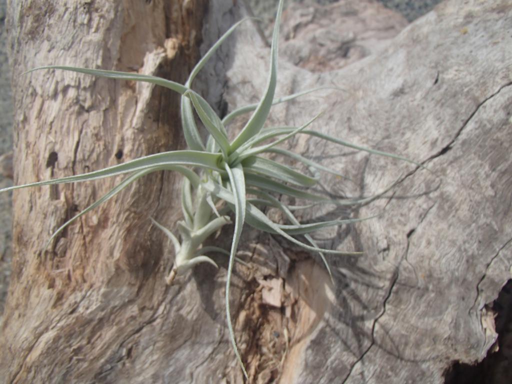 Tillandsia Albida
