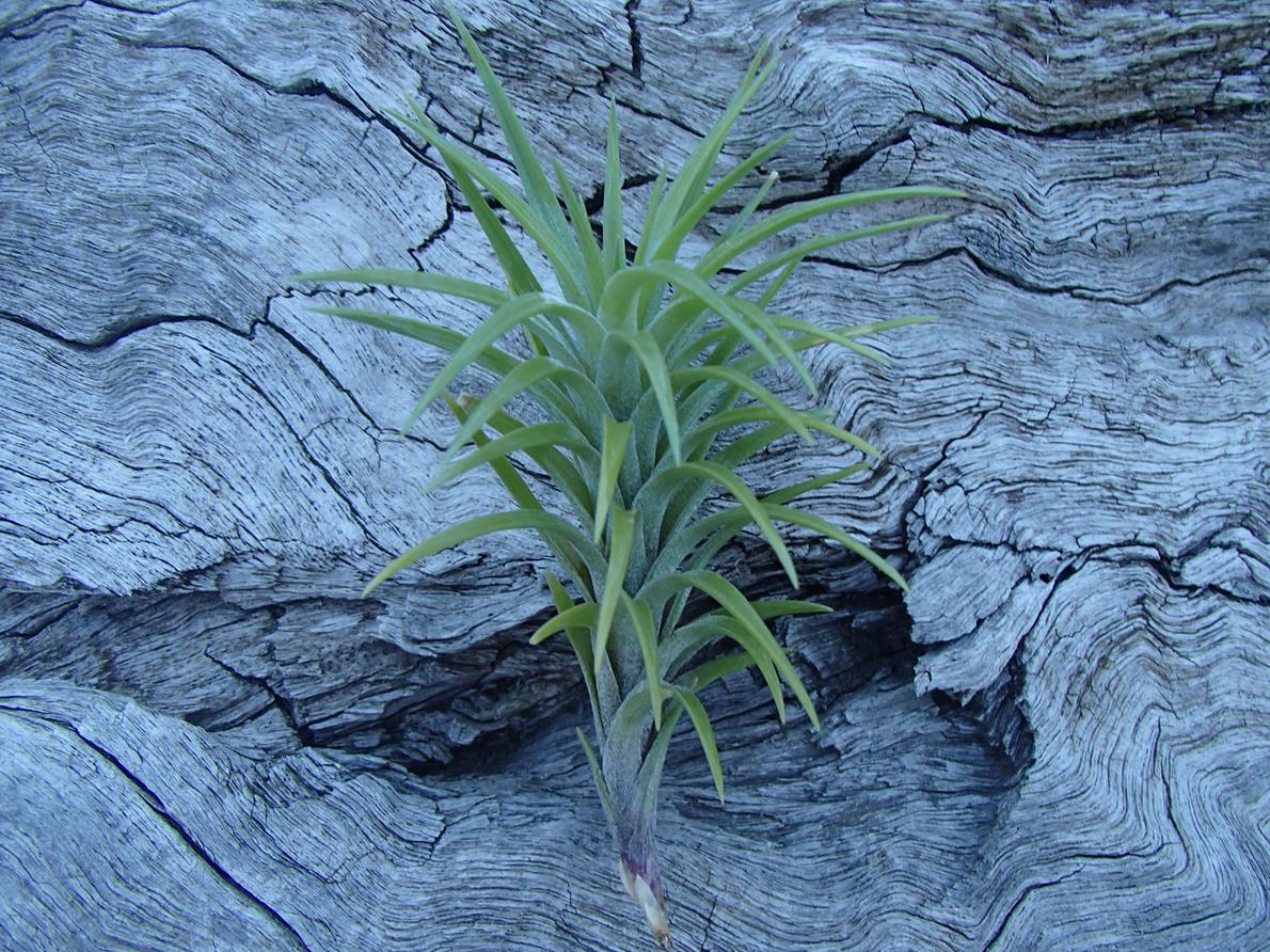 Tillandsia Araujei