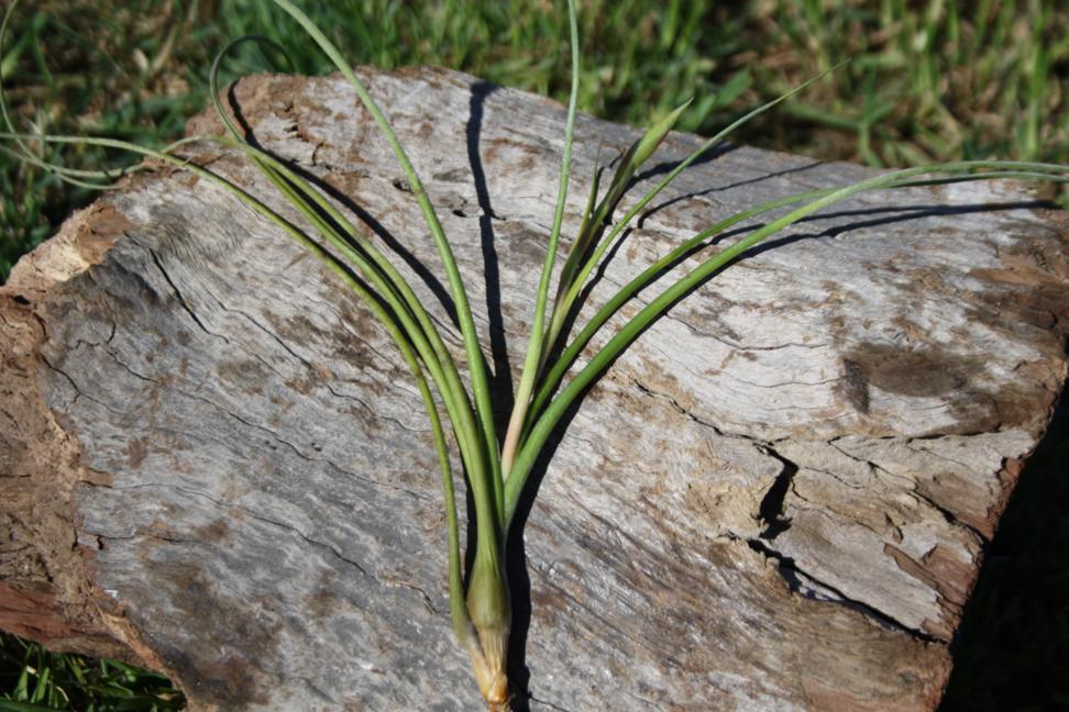 Tillandsia Baileyii