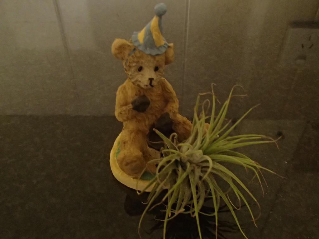 Airplant on Bear