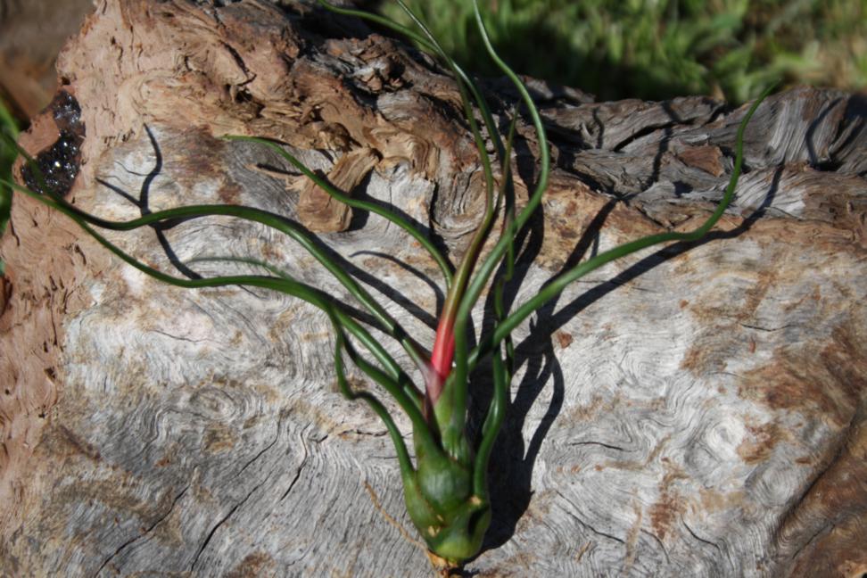 Tillandsia Bulbosa