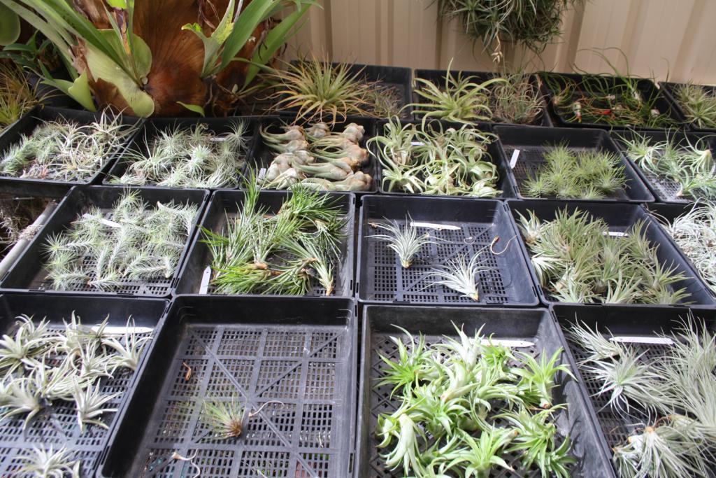 Wholesale Tillandsia Group - 50 mixed plants