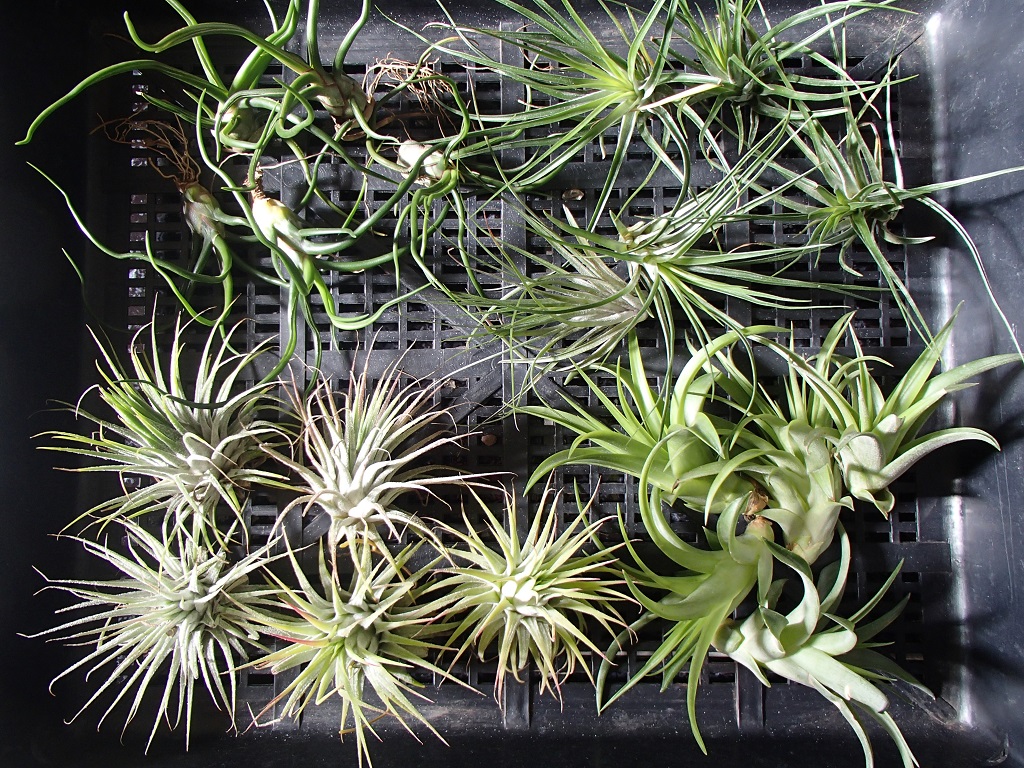 Wholesale Tillandsia Group - 20 mixed plants