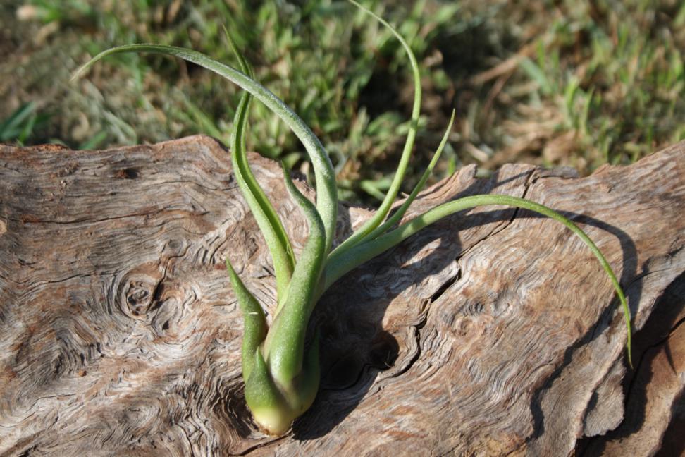Tillandsia Caput-Medusea