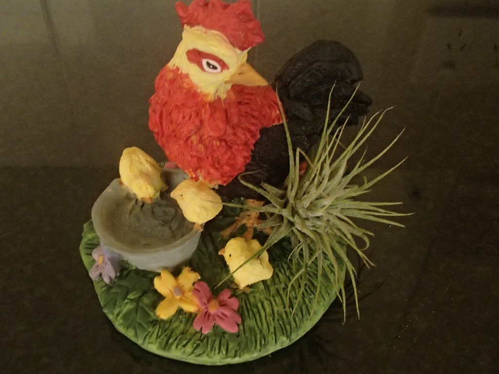 Airplant on Chickens