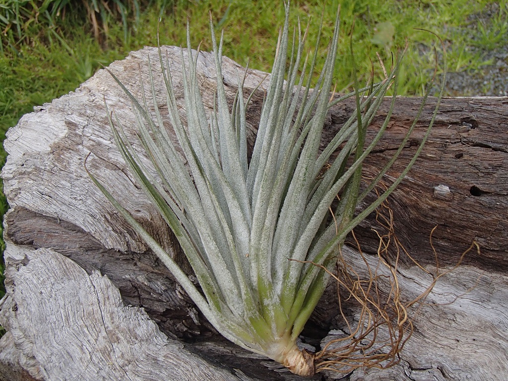 Tillandsia Cotton Candy