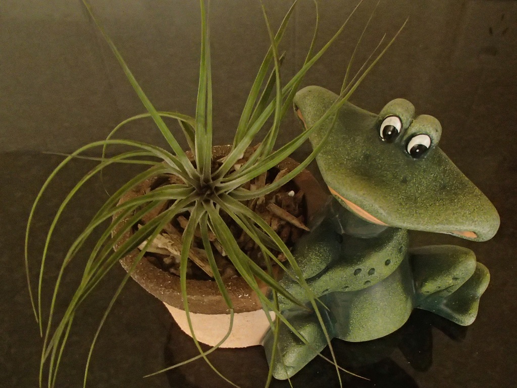 Airplant on Frog