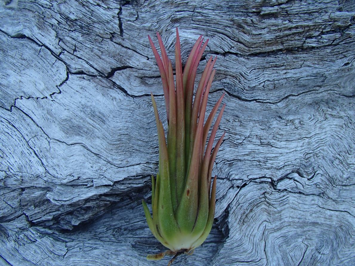 Tillandsia Ionantha Fuego