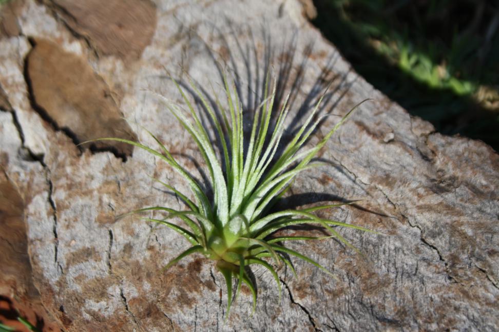 Tillandsia Ionantha