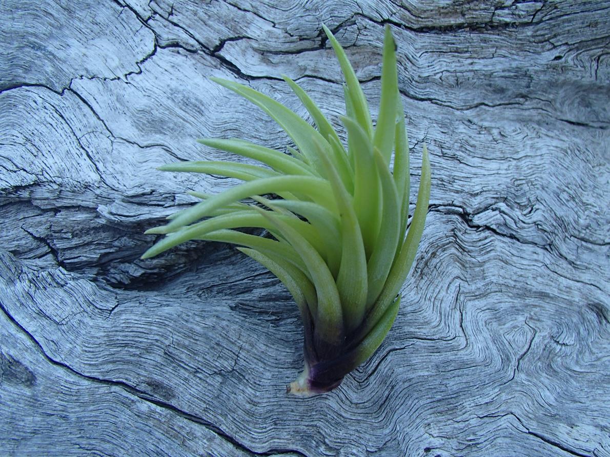 Tillandsia Neglecta