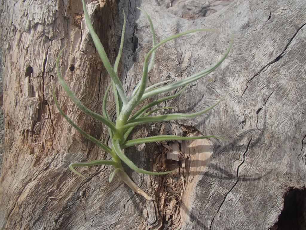 Tillandsia Paleacea