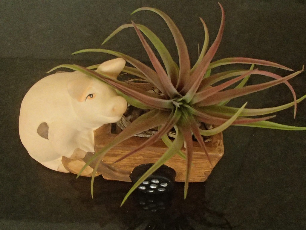 Airplant on Pig