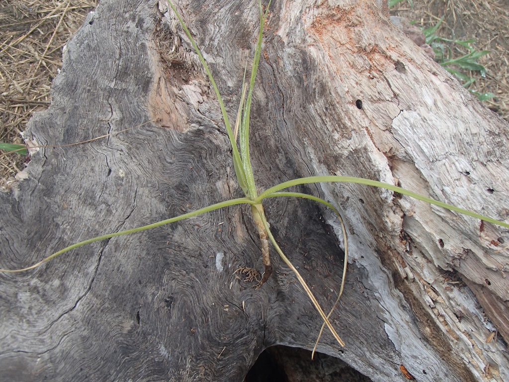 Tillandsia Schiedeana