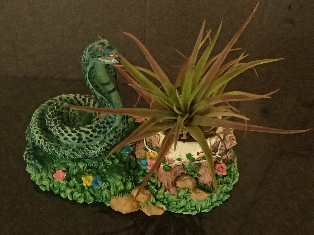 Airplant on Snake
