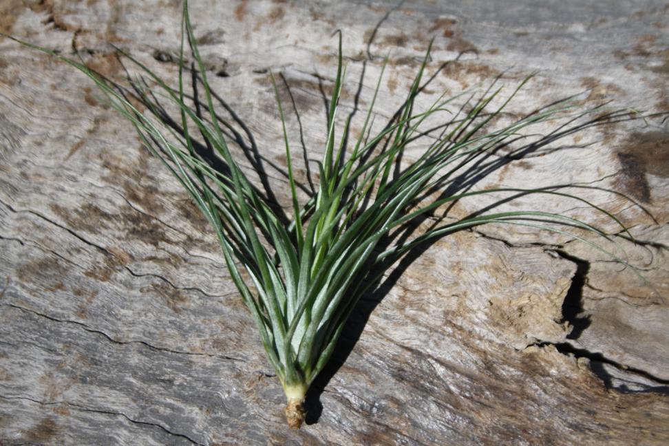 Tillandsia Stricta